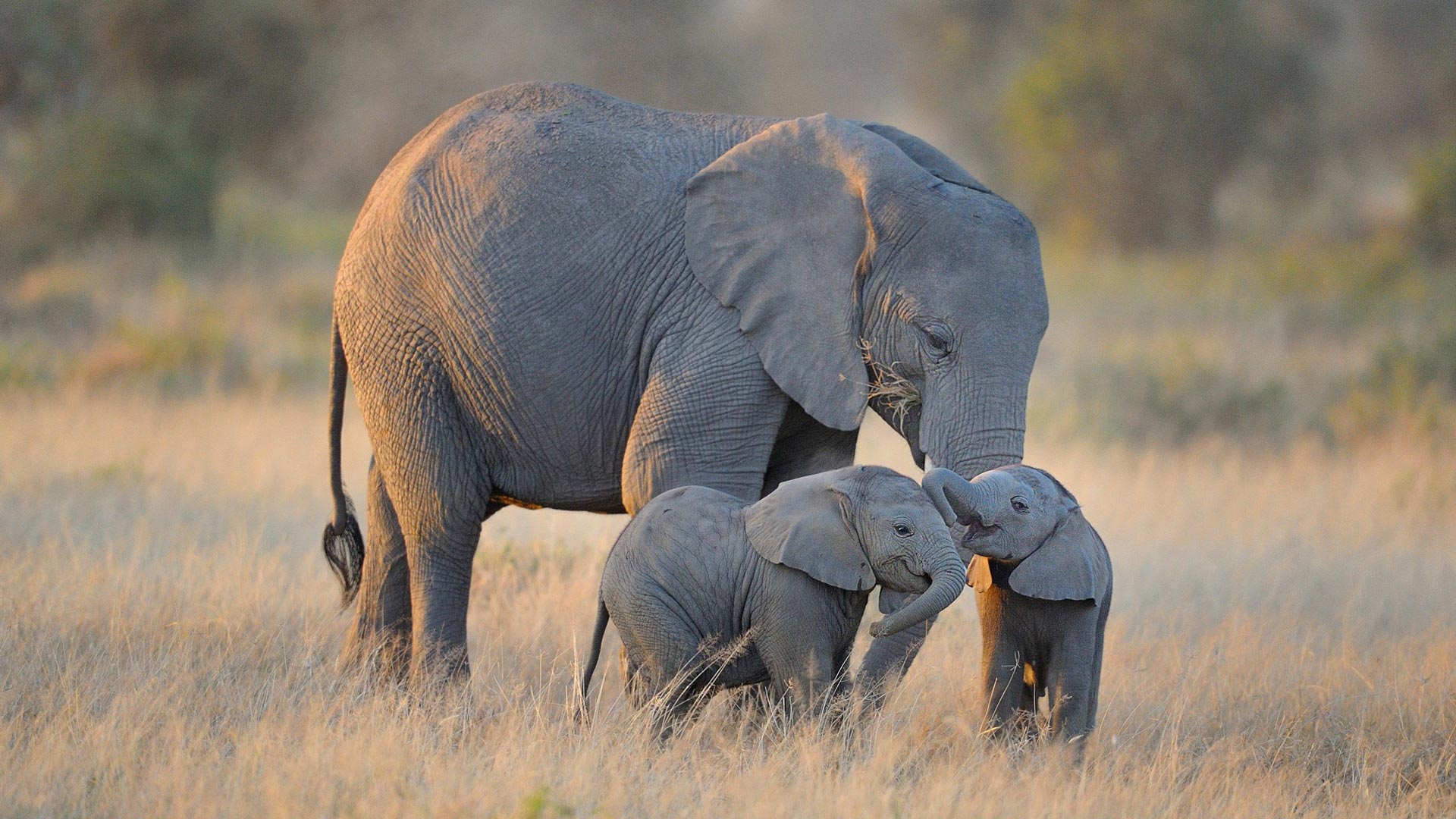 Elephant family in Amboseli National Park
