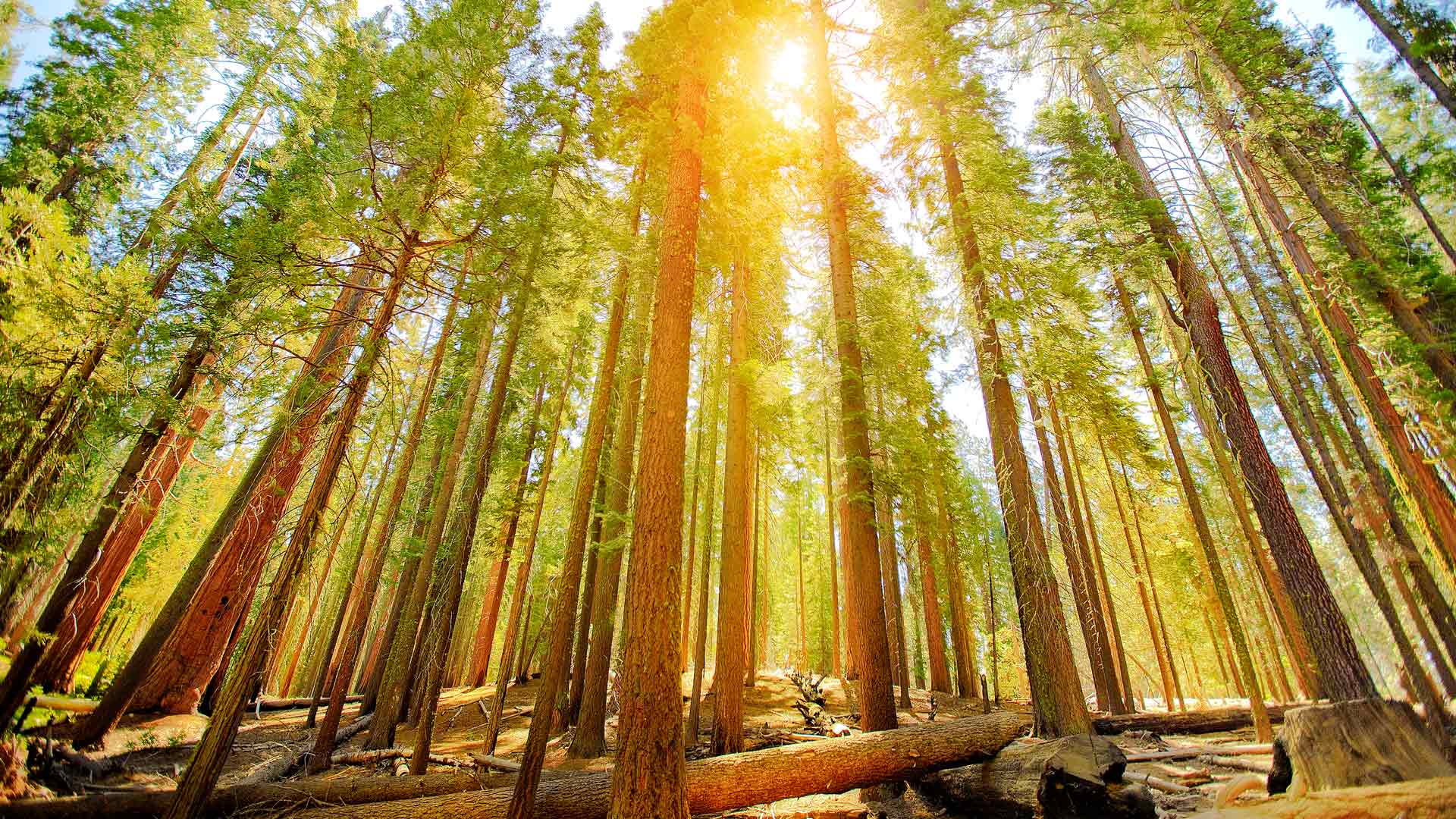 优胜美地国家公园的马里波萨谷巨杉林