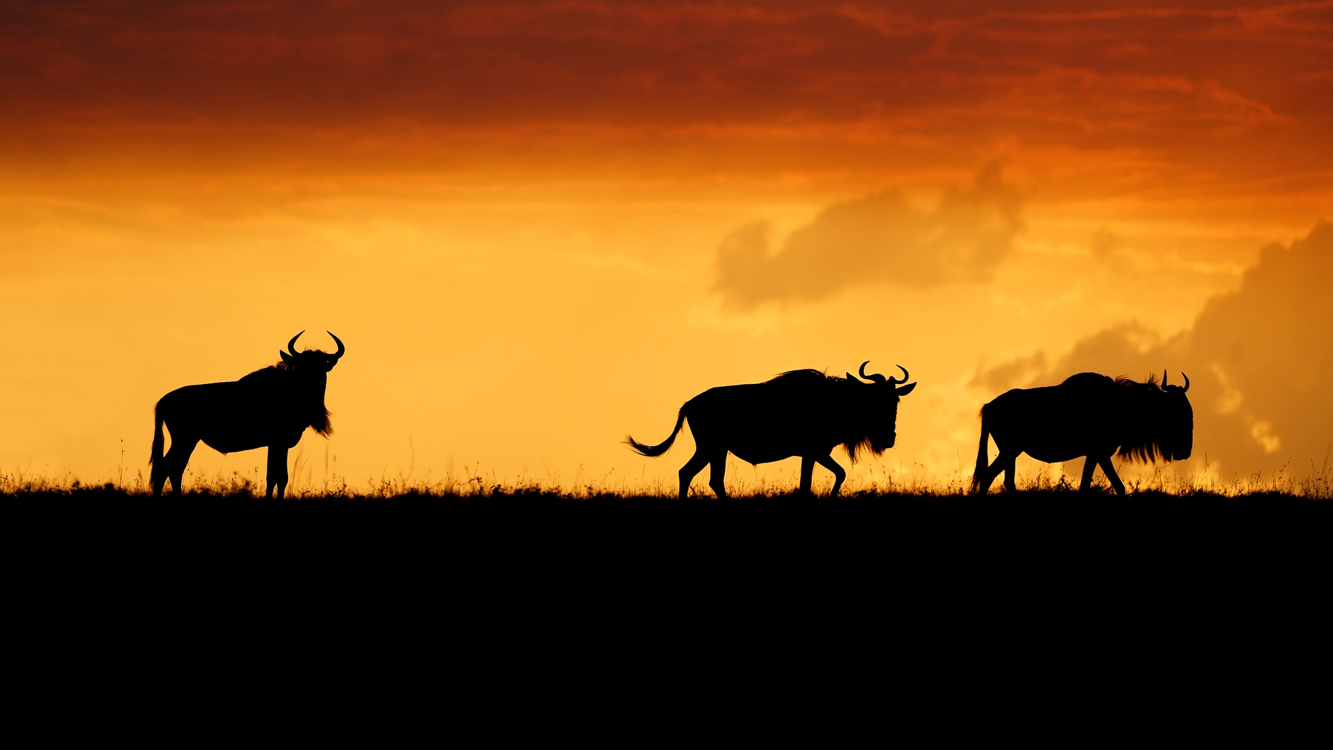 Wildebeests in the Maasai Mara