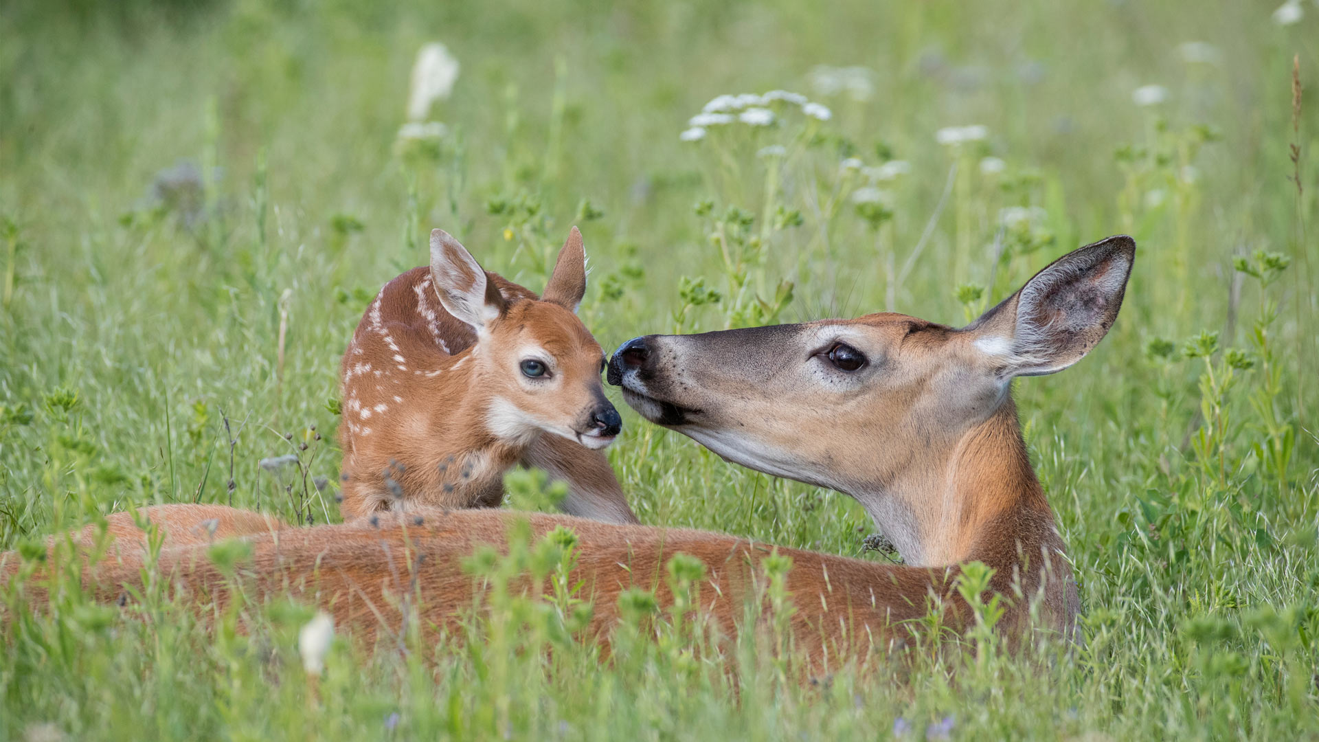 White-tailed deer doe and newborn fawn