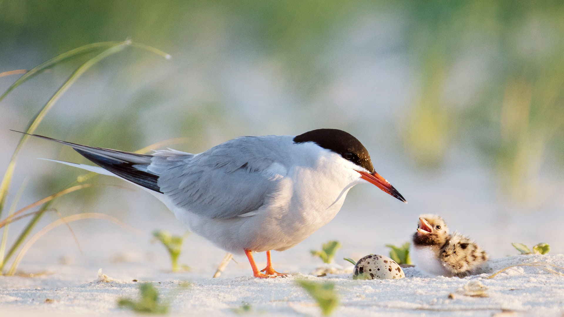 Common tern father with chick