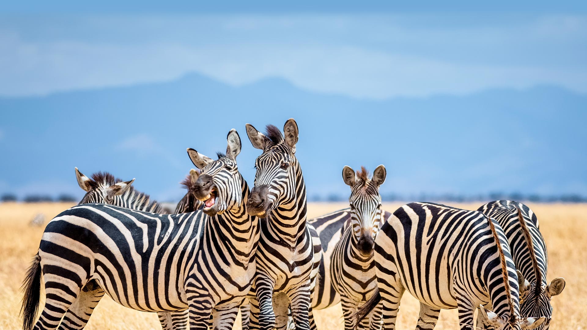 Zebras in Tarangire National Park