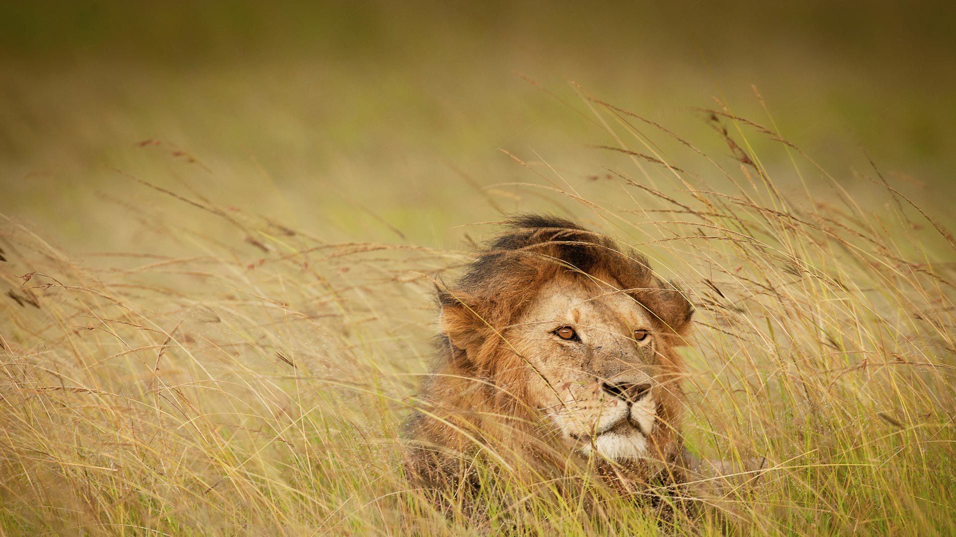 A lion in Maasai Mara