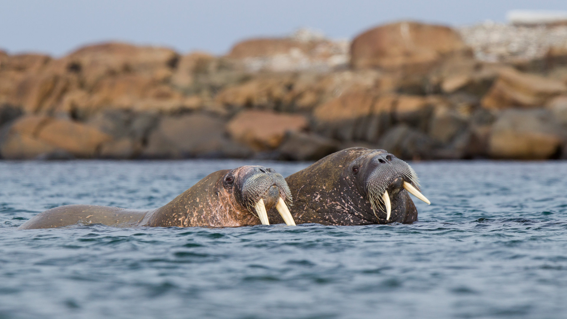 Walrus pair at sea in Svalbard
