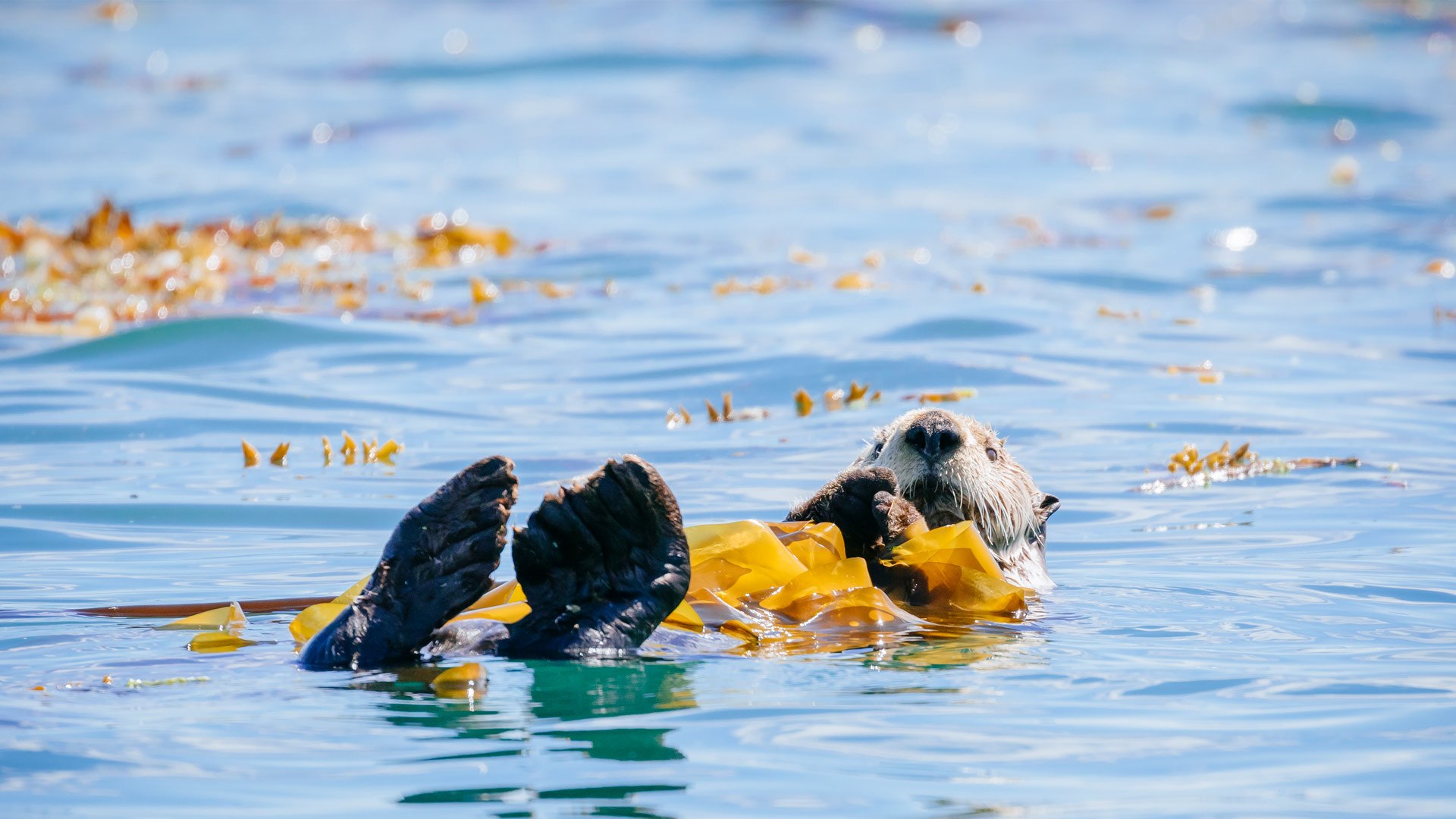 Sea otter in Bartlett Cove