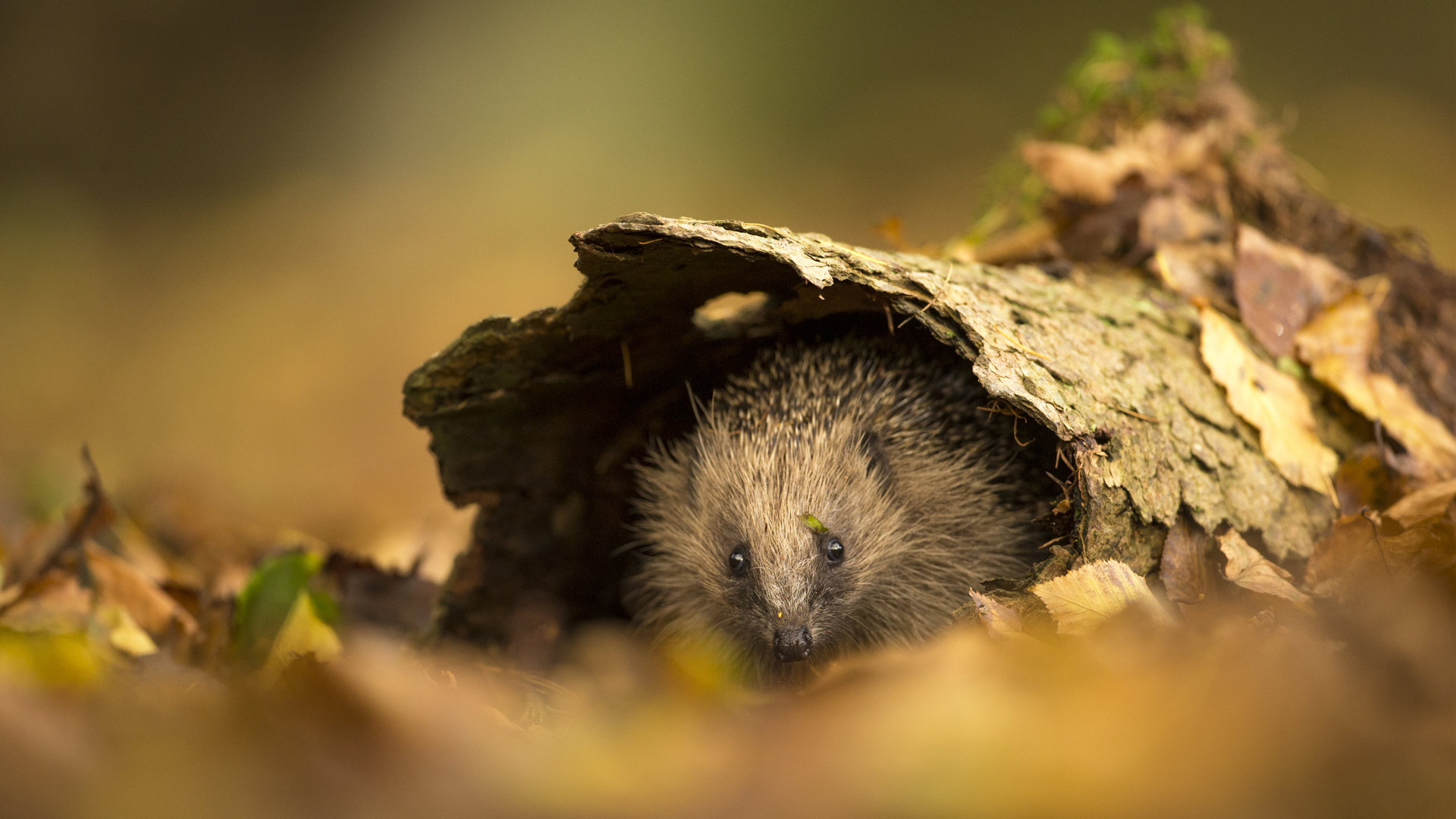 European hedgehog sheltering in tree bark