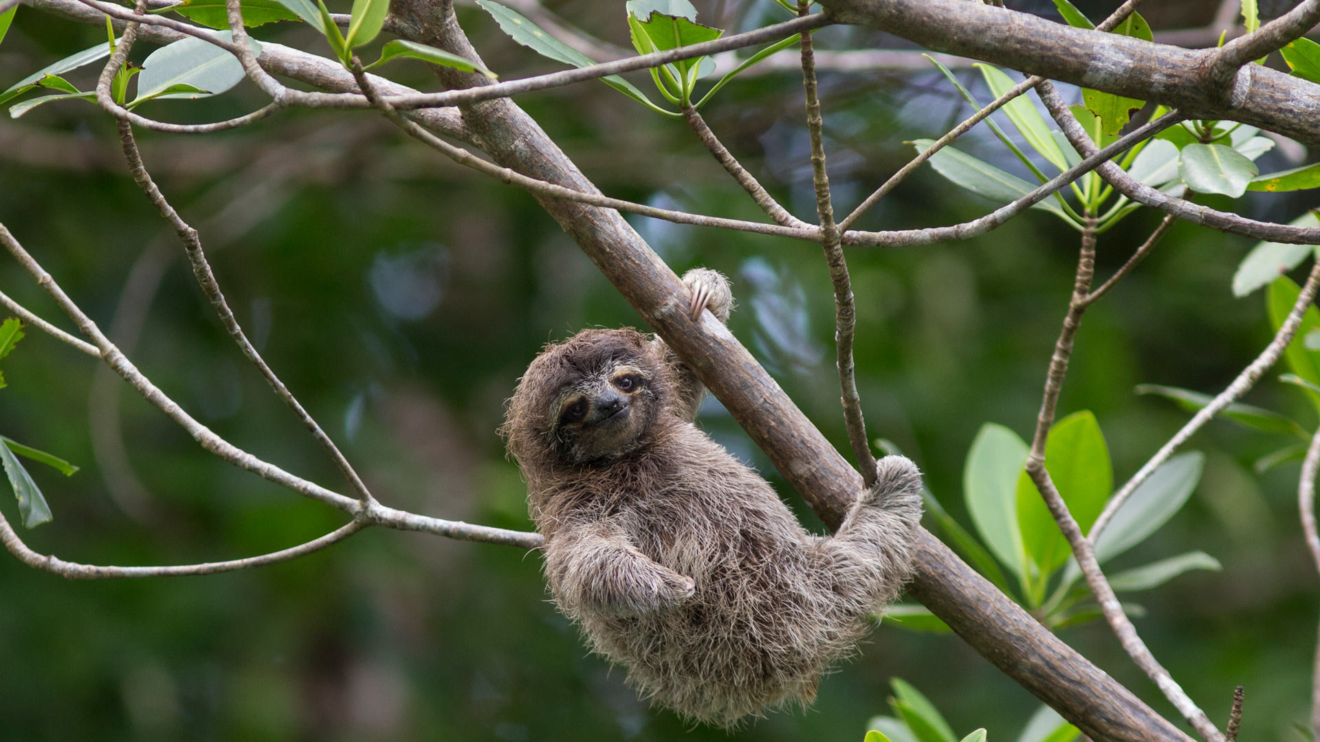 Pygmy three-toed sloth baby