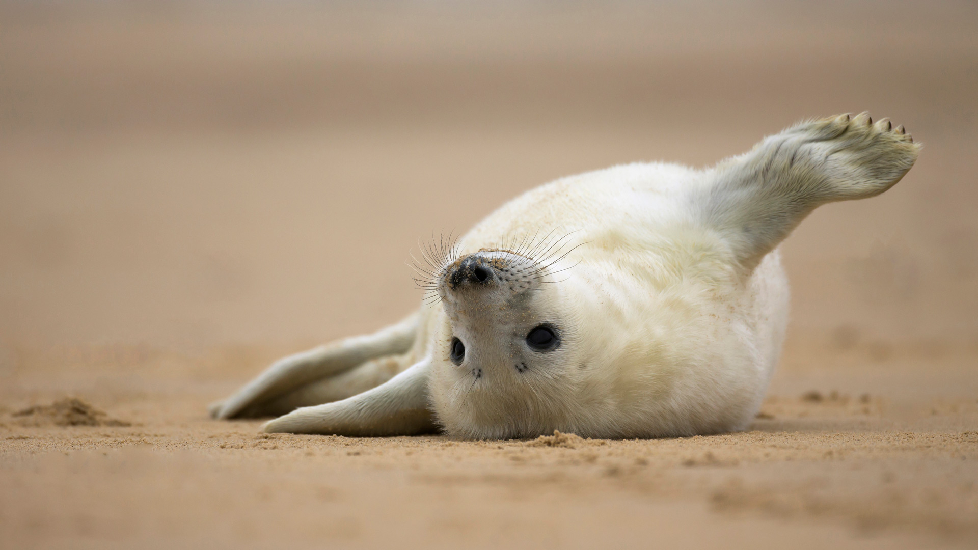 英国诺福克海滩上的灰海豹幼崽