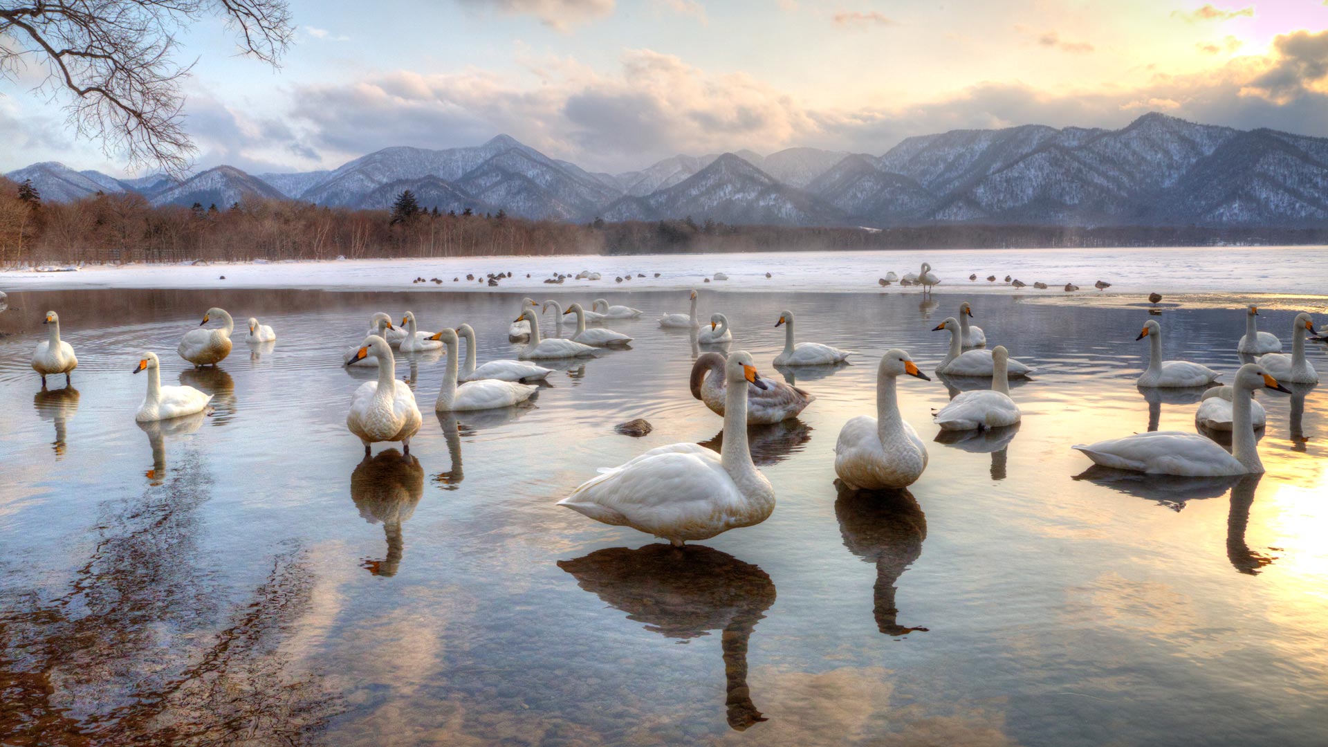 Whooper swans in Lake Kussharo