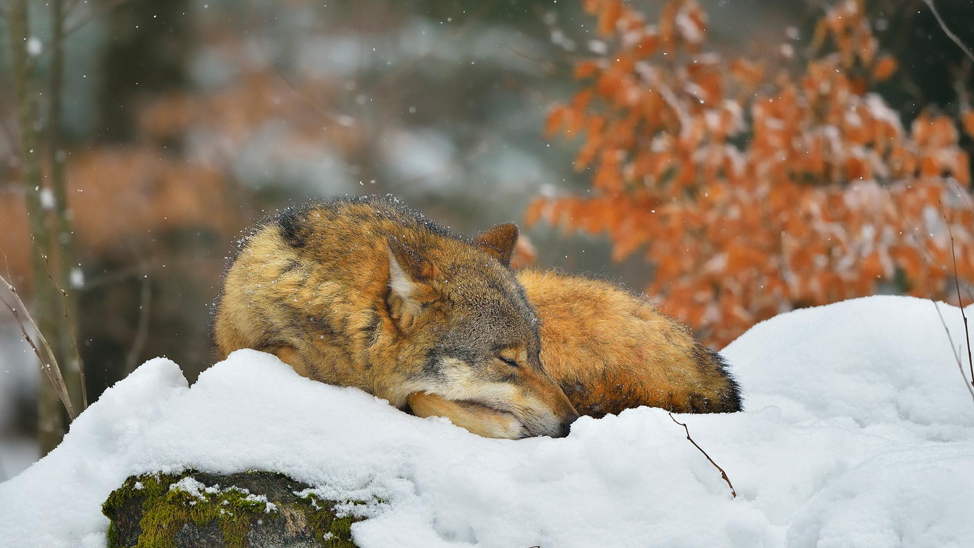 巴伐利亚森林国家公园里睡觉的狼