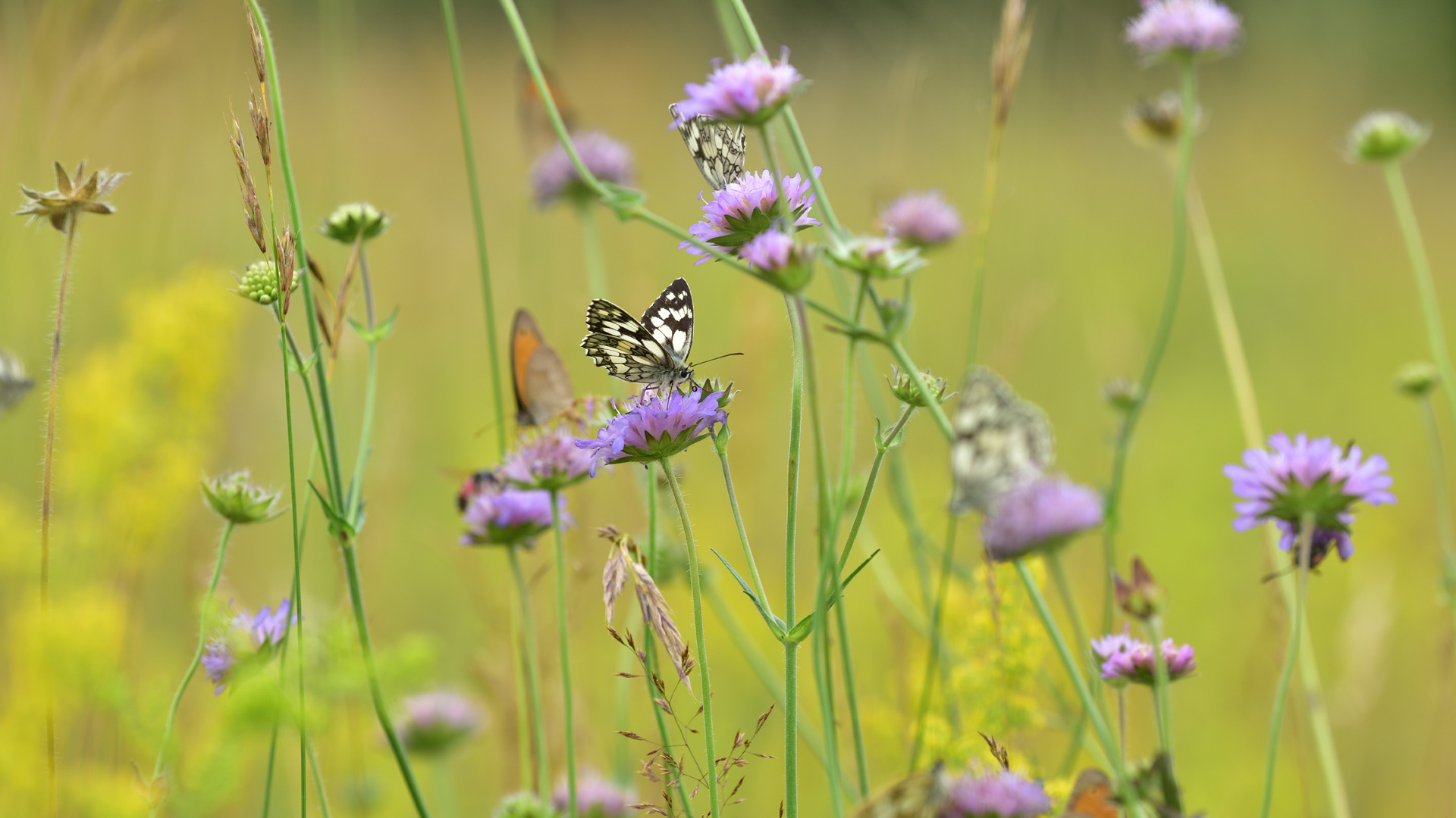 德国草地上的蝴蝶