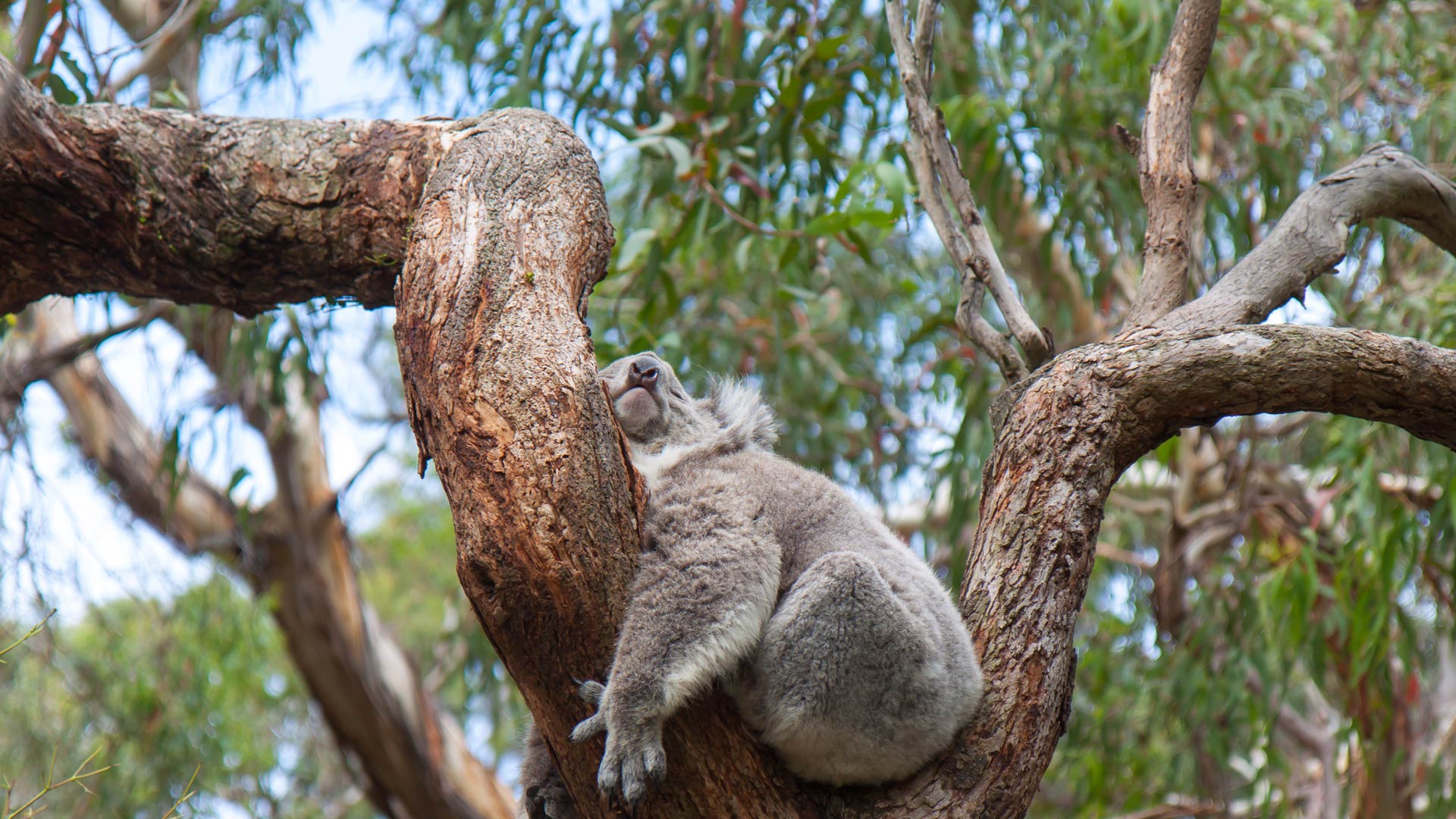 A koala sleeping in a eucalyptus tree