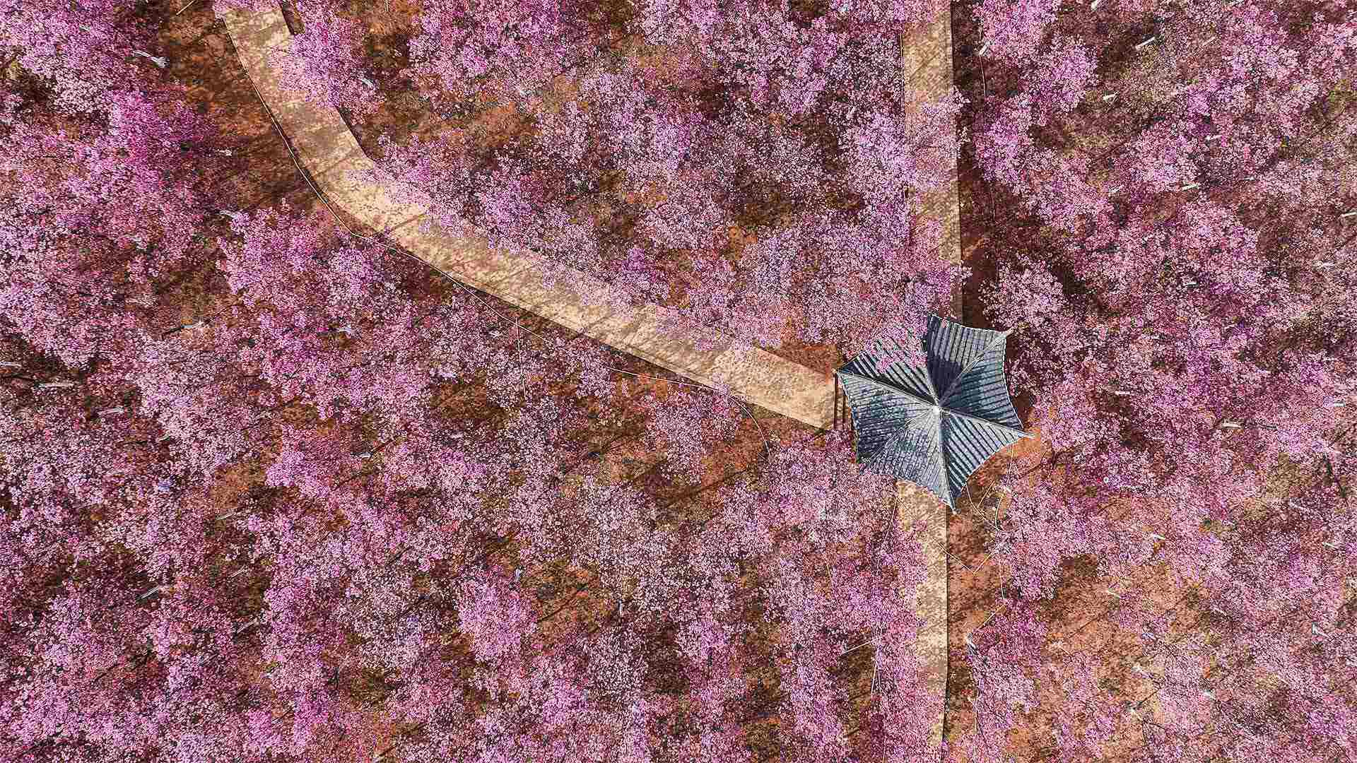 Aerial view of cherry blossom in Spring