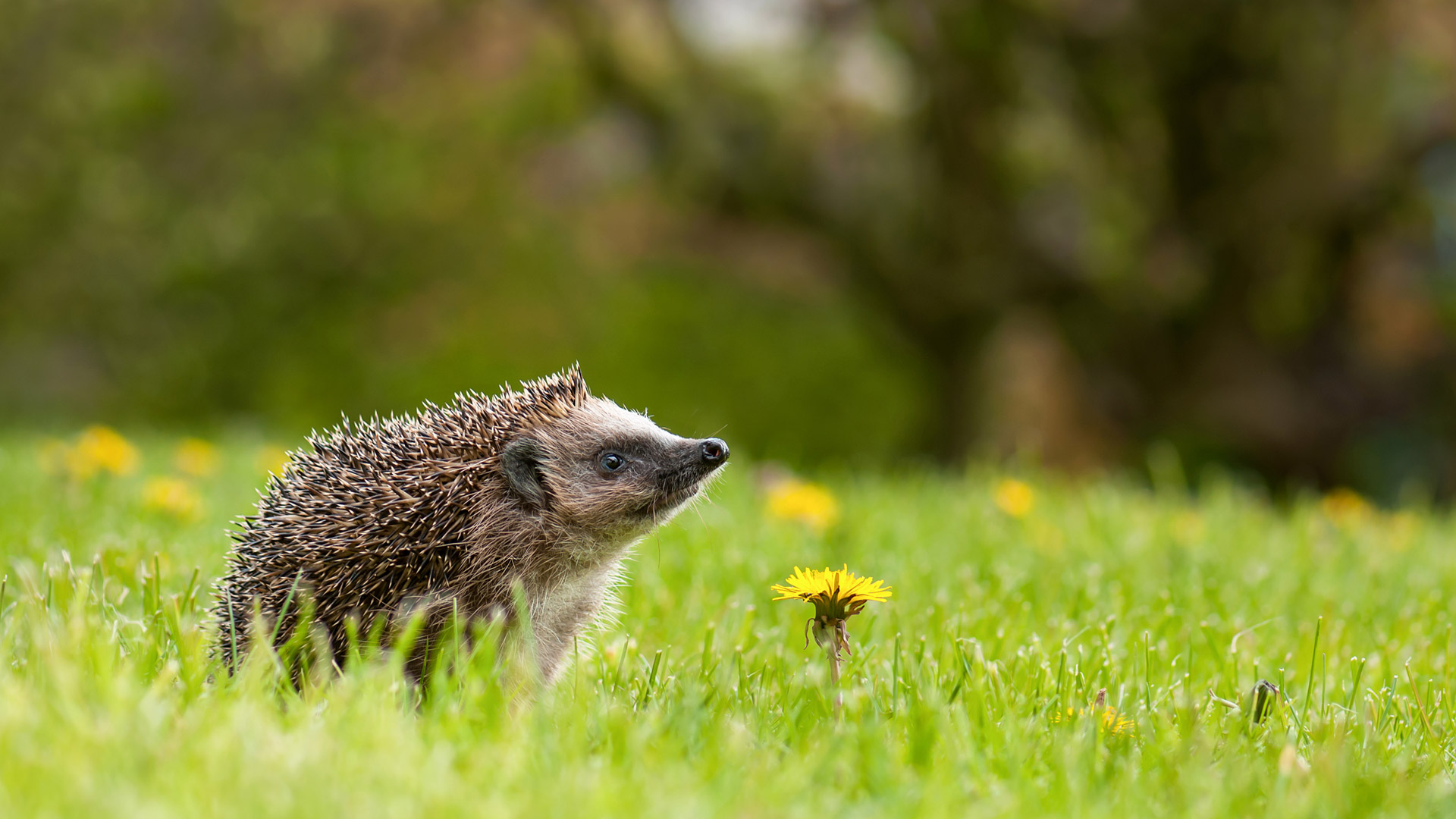 European hedgehog in a garden with dandelions