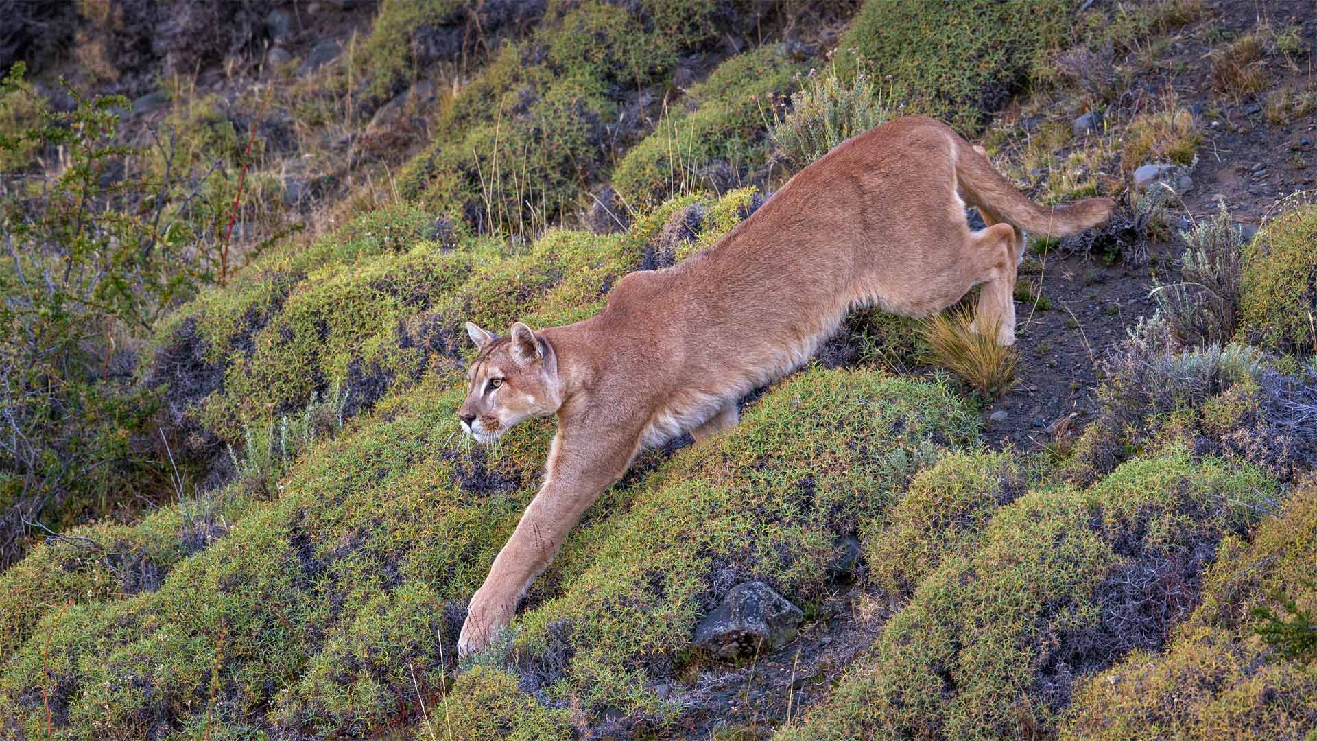 百内国家公园中的一头美洲狮