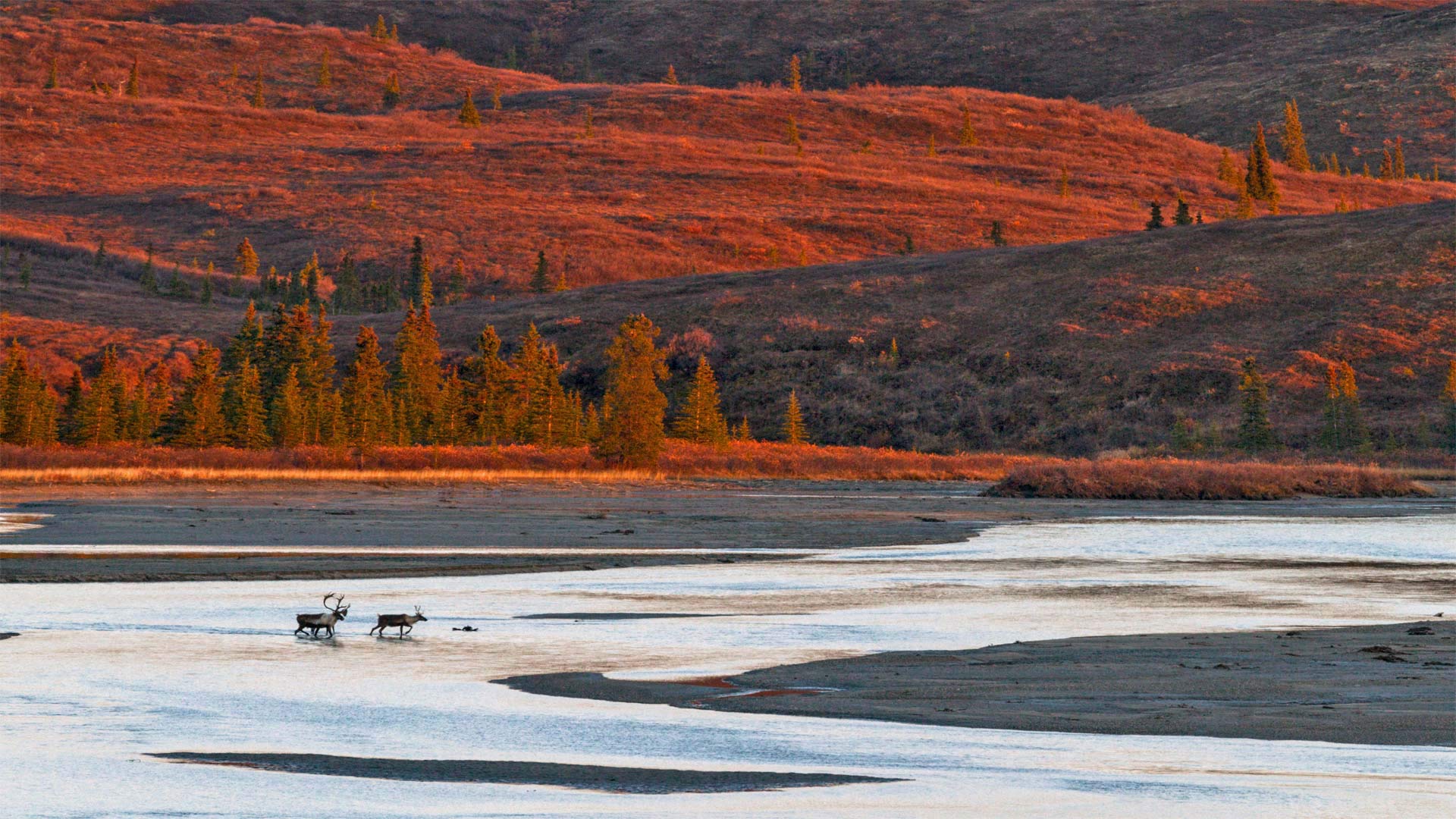 Caribou crossing the Susitna River during the autumn rut