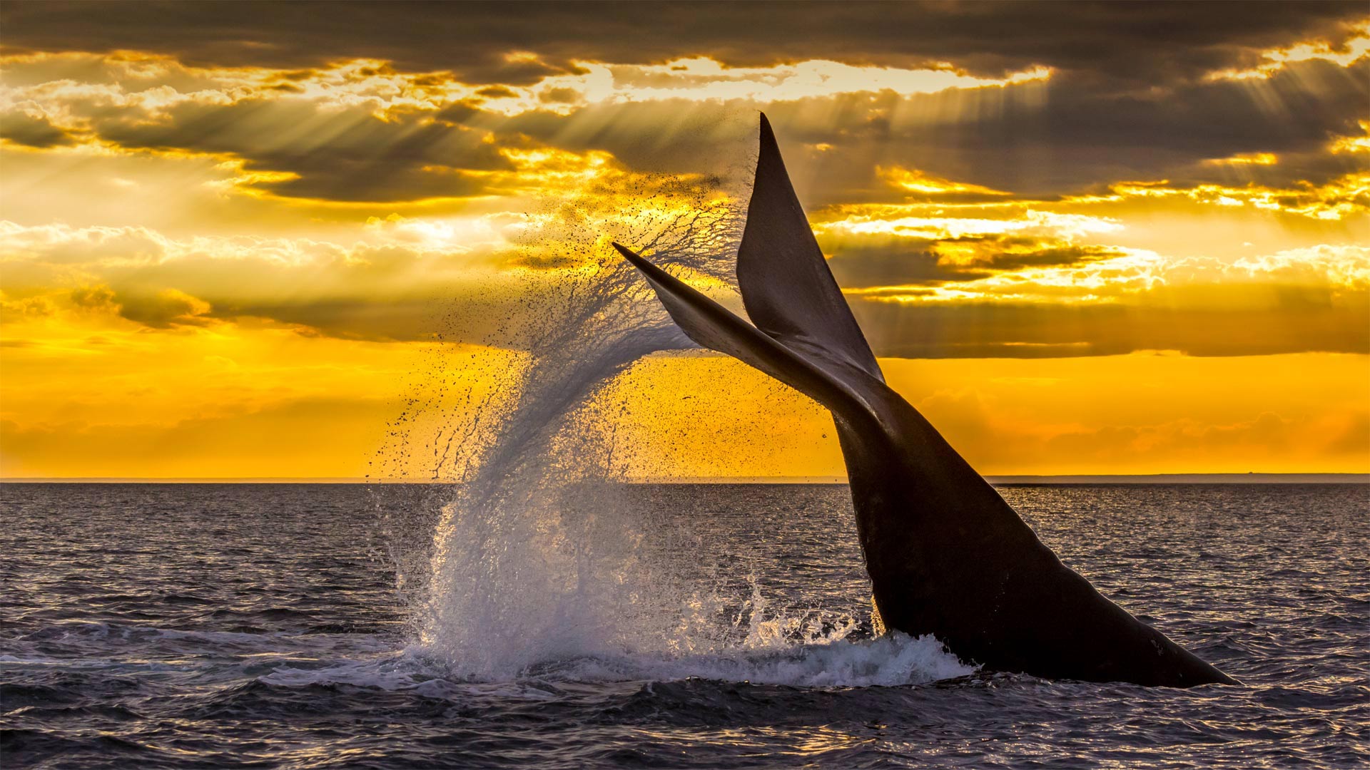 在新湾潜水的南露脊鲸