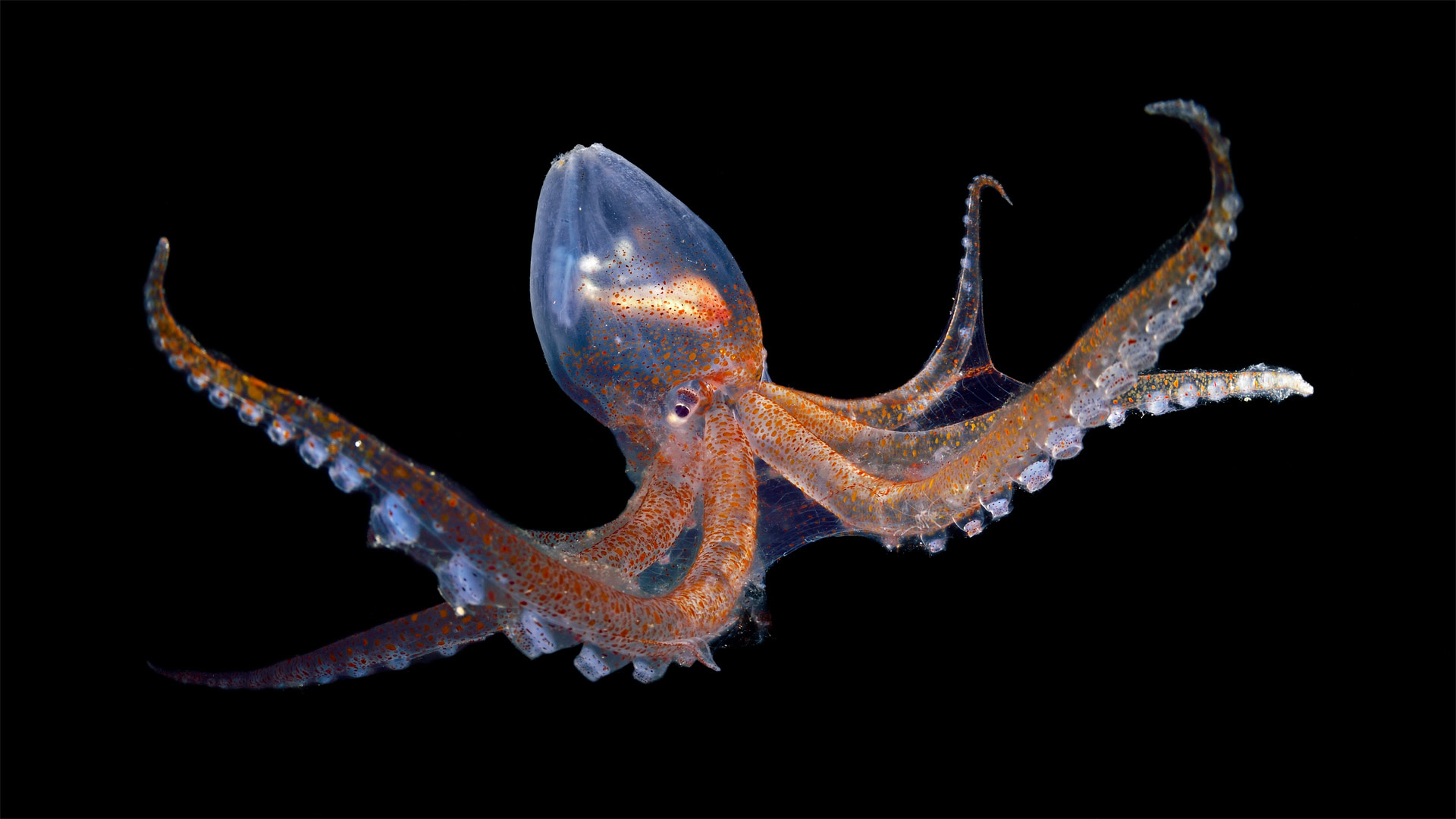Glass octopus in the Atlantic Ocean off Cabo Verde