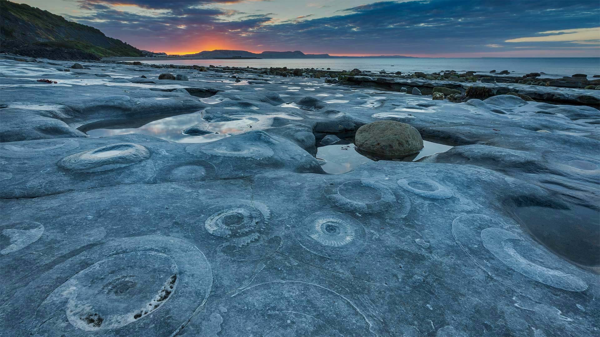 Ammonite Pavement at Monmouth Beach, Jurassic Coast World Heritage Site
