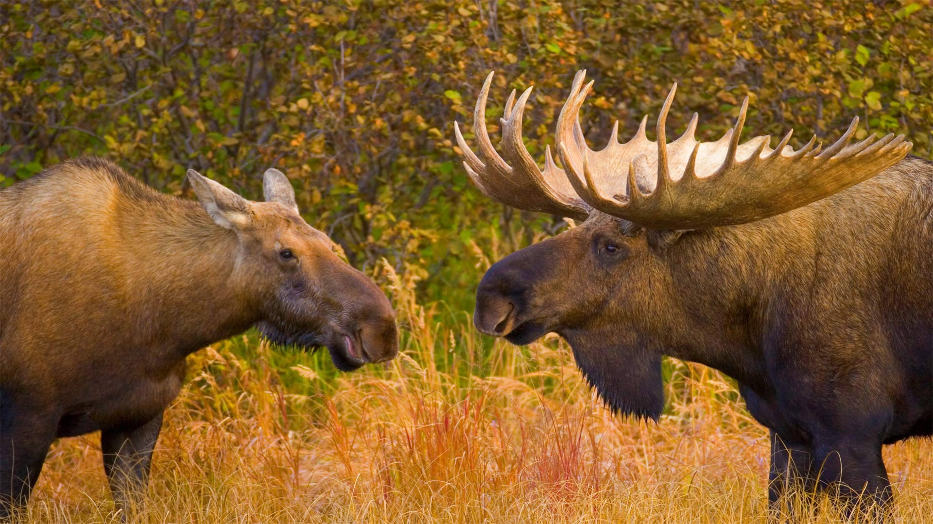 Bull and female moose in Denali National Park