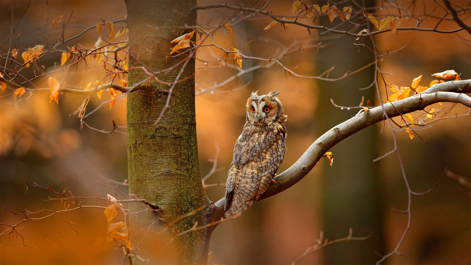捷克共和国波希米亚-摩拉维亚高地的长耳鸮