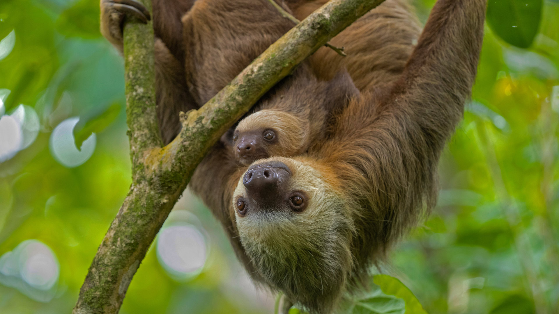 Hoffmann's two-toed sloth mother and young