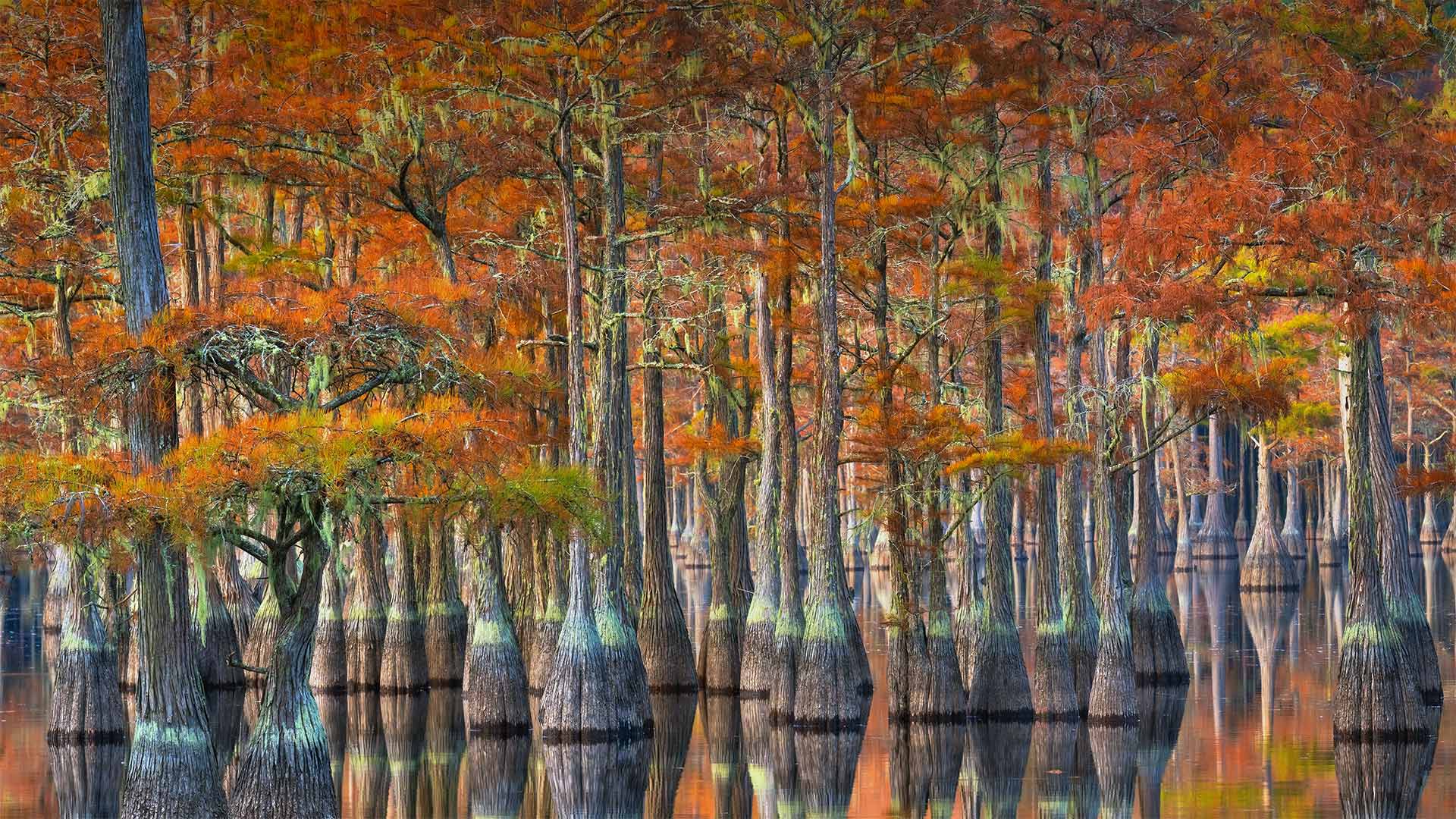 Cypress trees in autumn