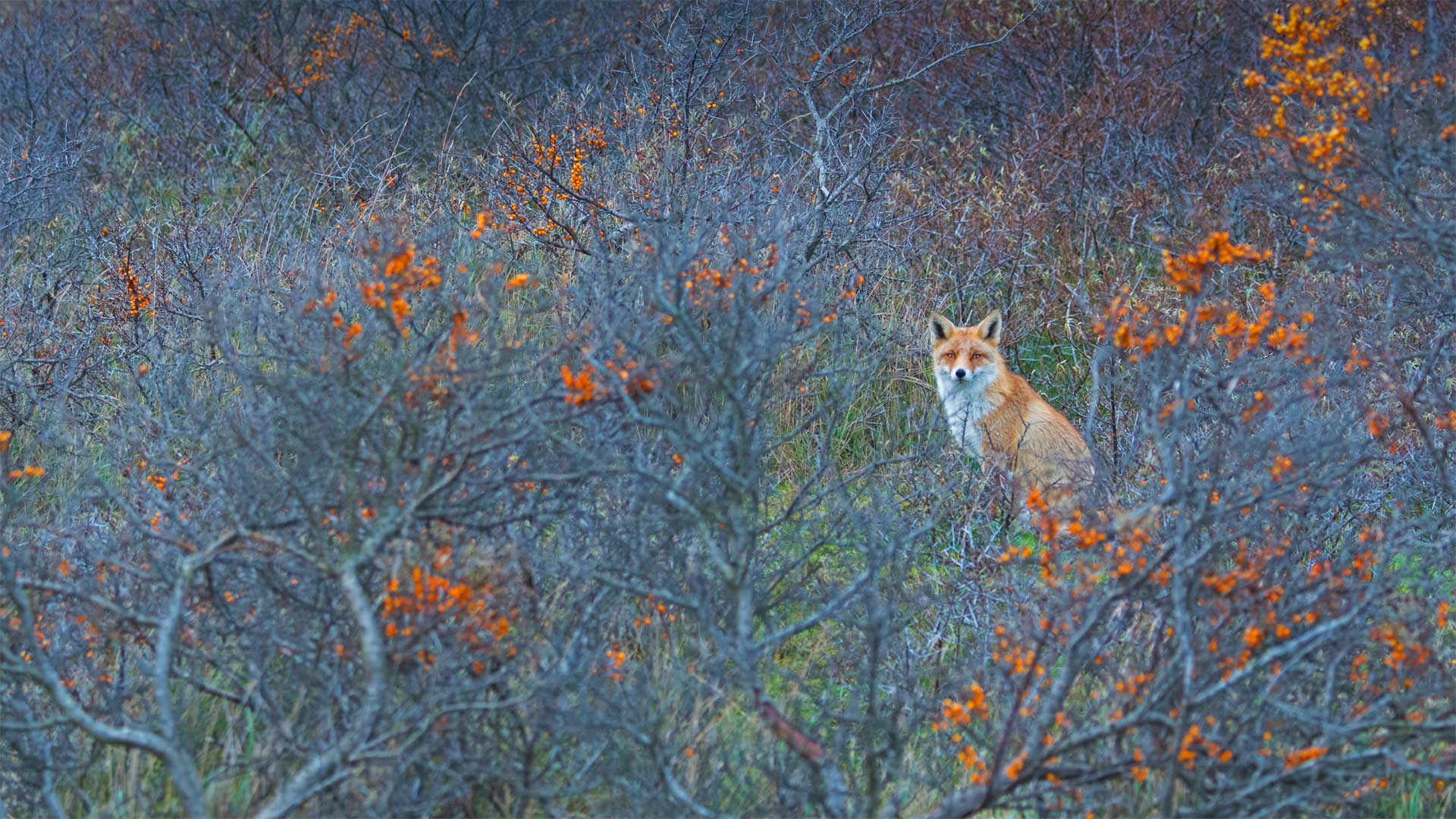 阿姆斯特丹供水沙丘自然保护区的赤狐
