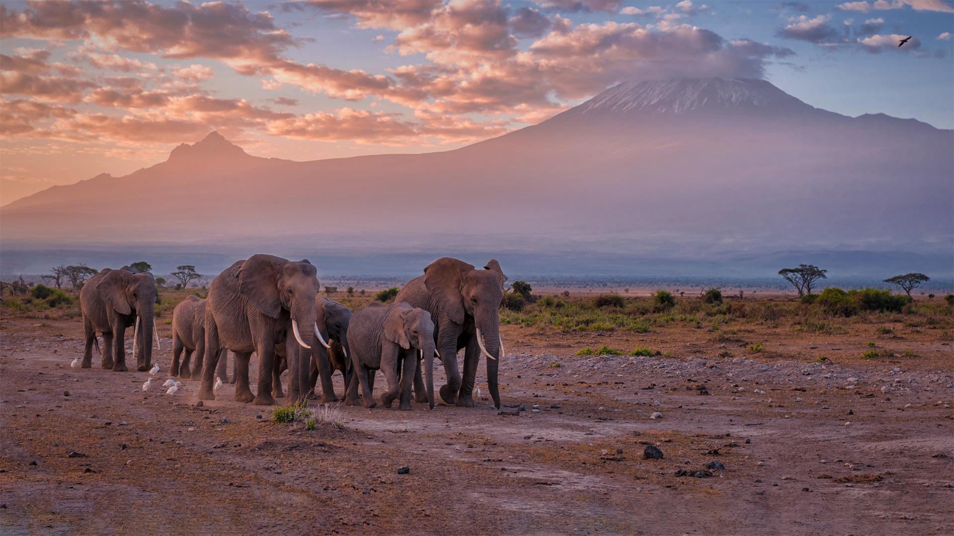 Elephants near Mount Kilimanjaro