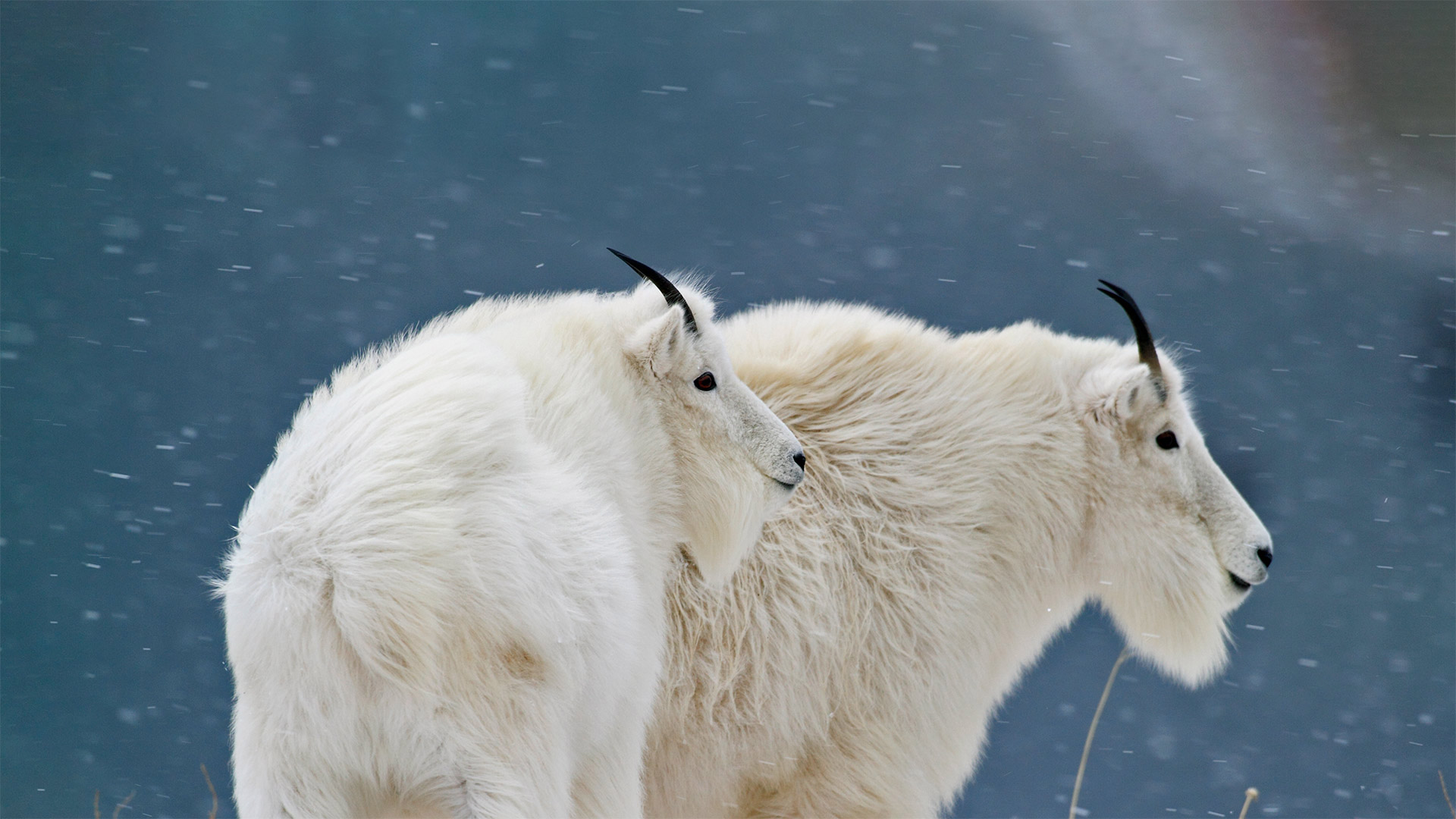 冰川国家公园的山羊