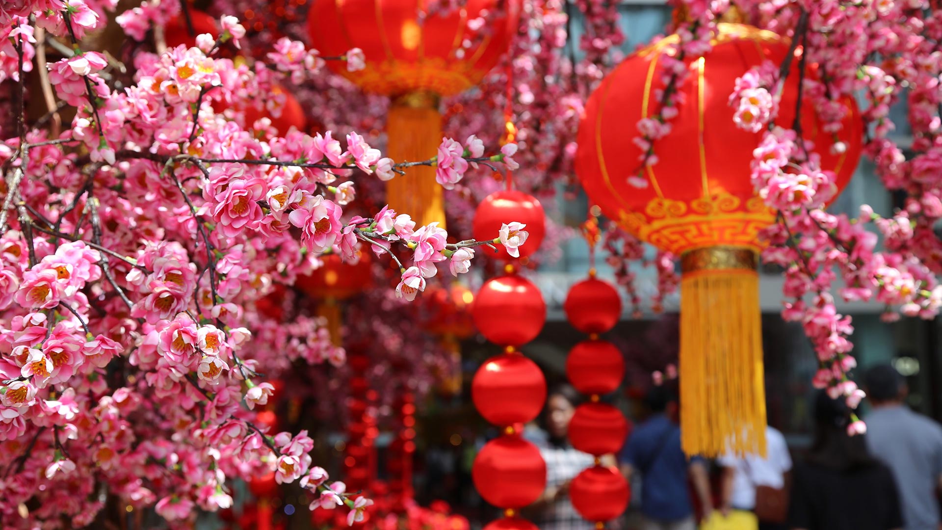 春节的桃花和红灯笼