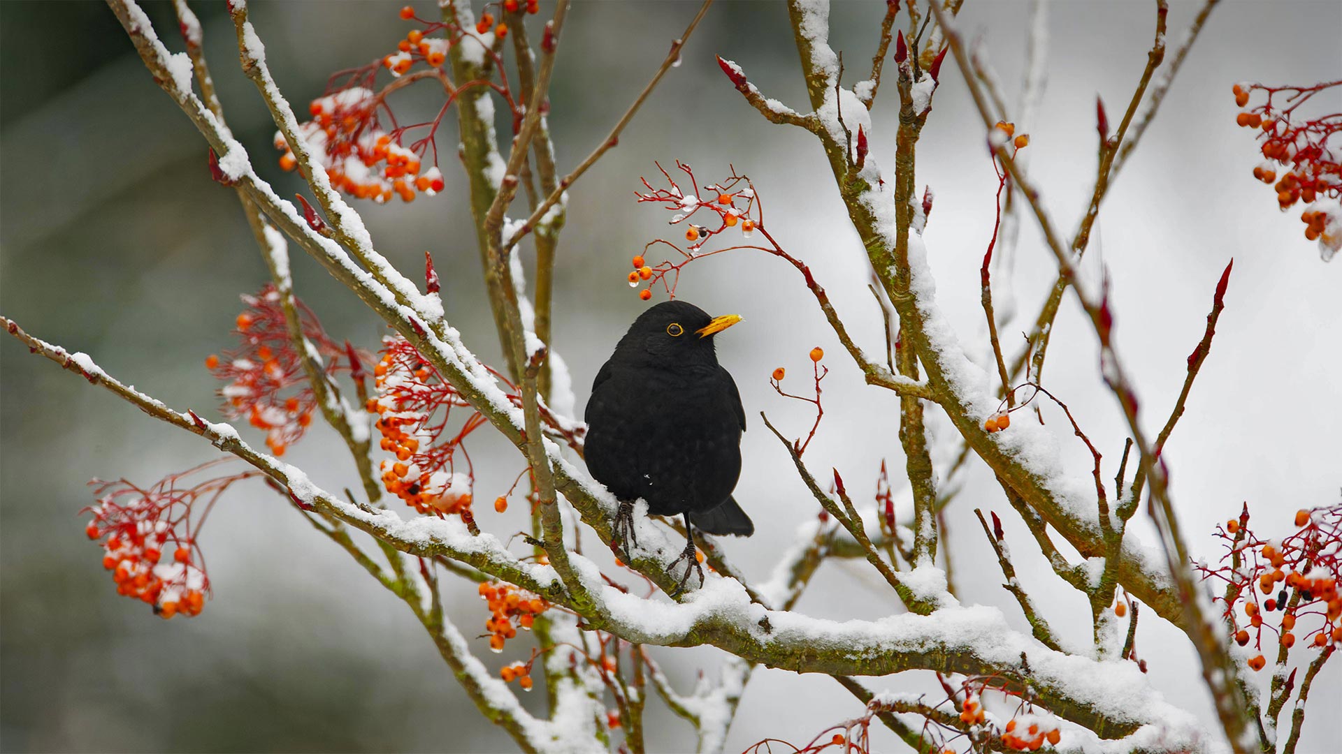 Blackbird in Essex