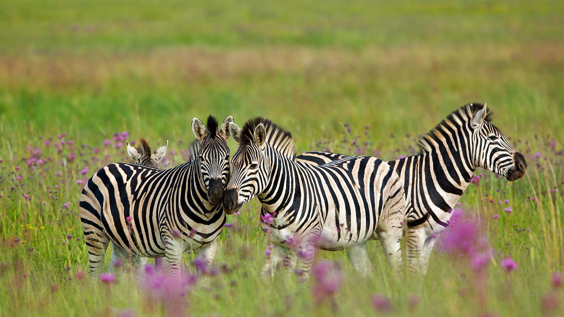 Burchell's zebras, Rietvlei Nature Reserve