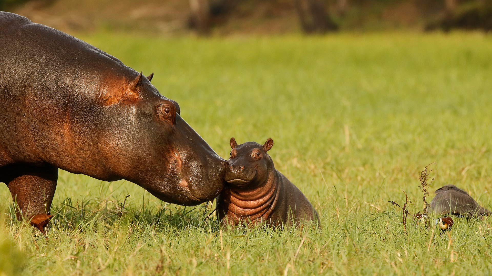 Hippopotamus mother and baby