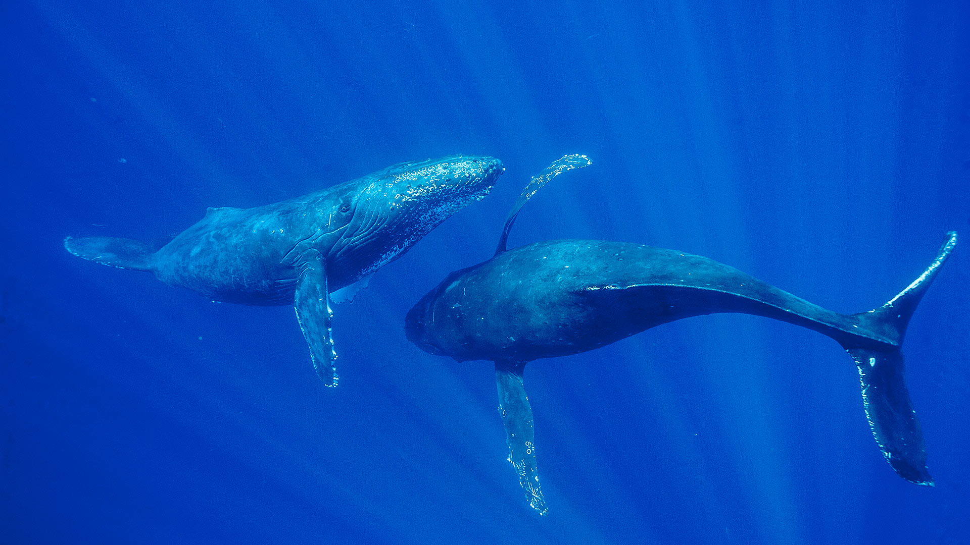毛伊岛附近的座头鲸