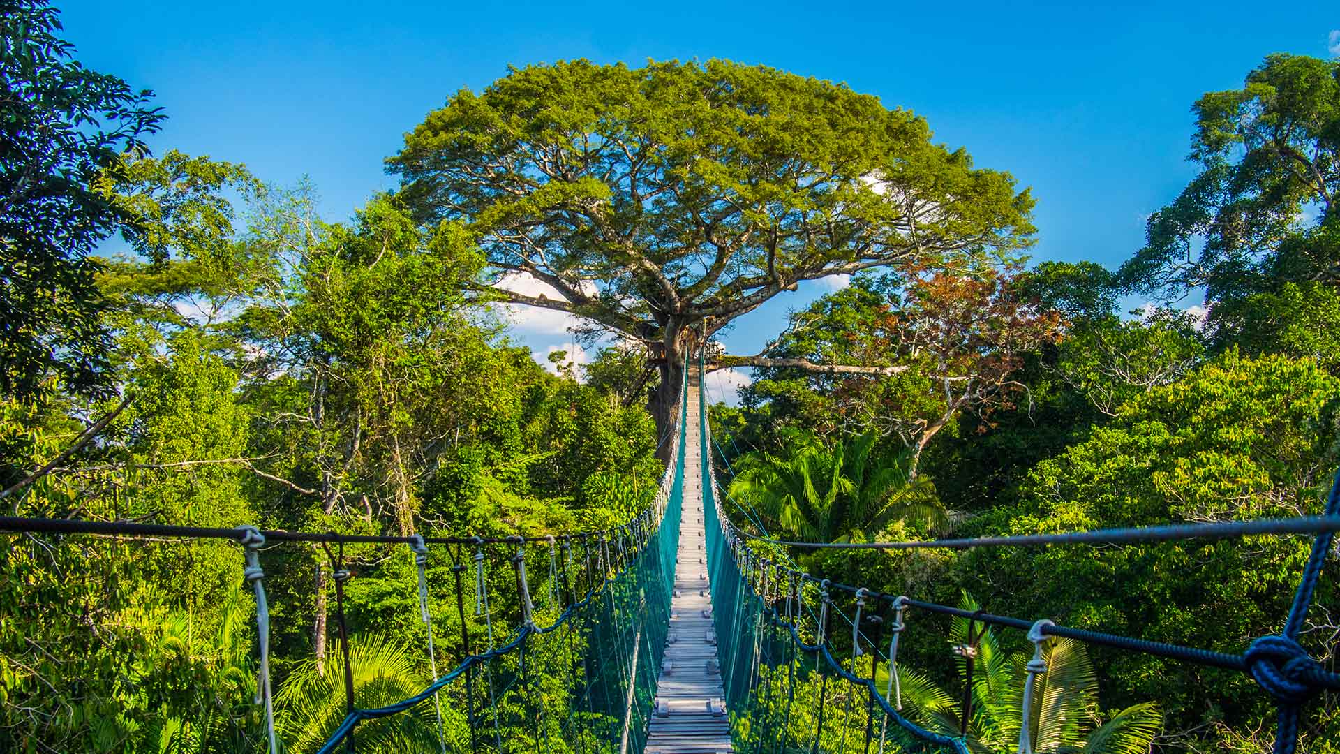 Suspension bridge in Tambopata National Reserve