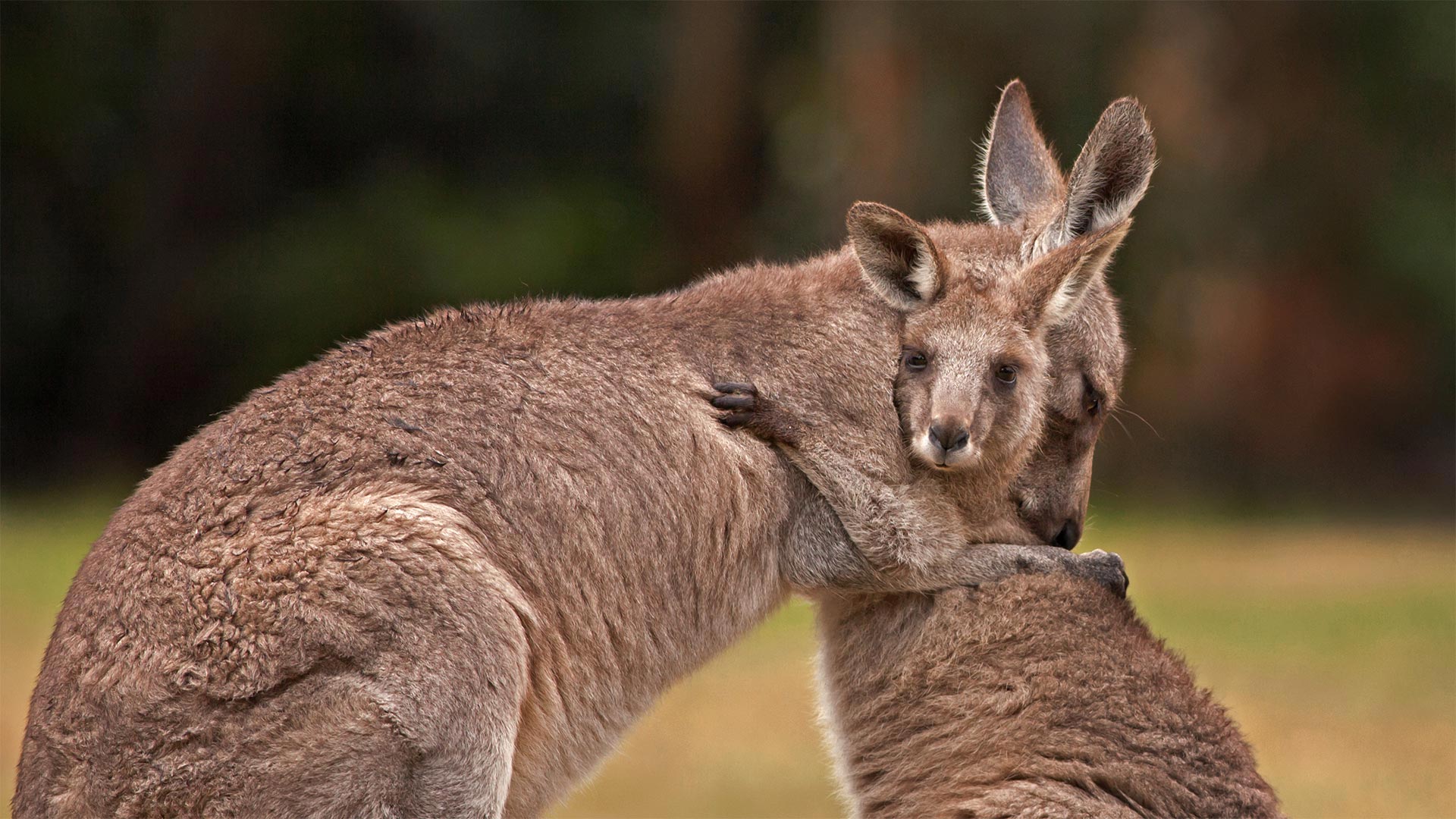 Kangaroo mother and baby