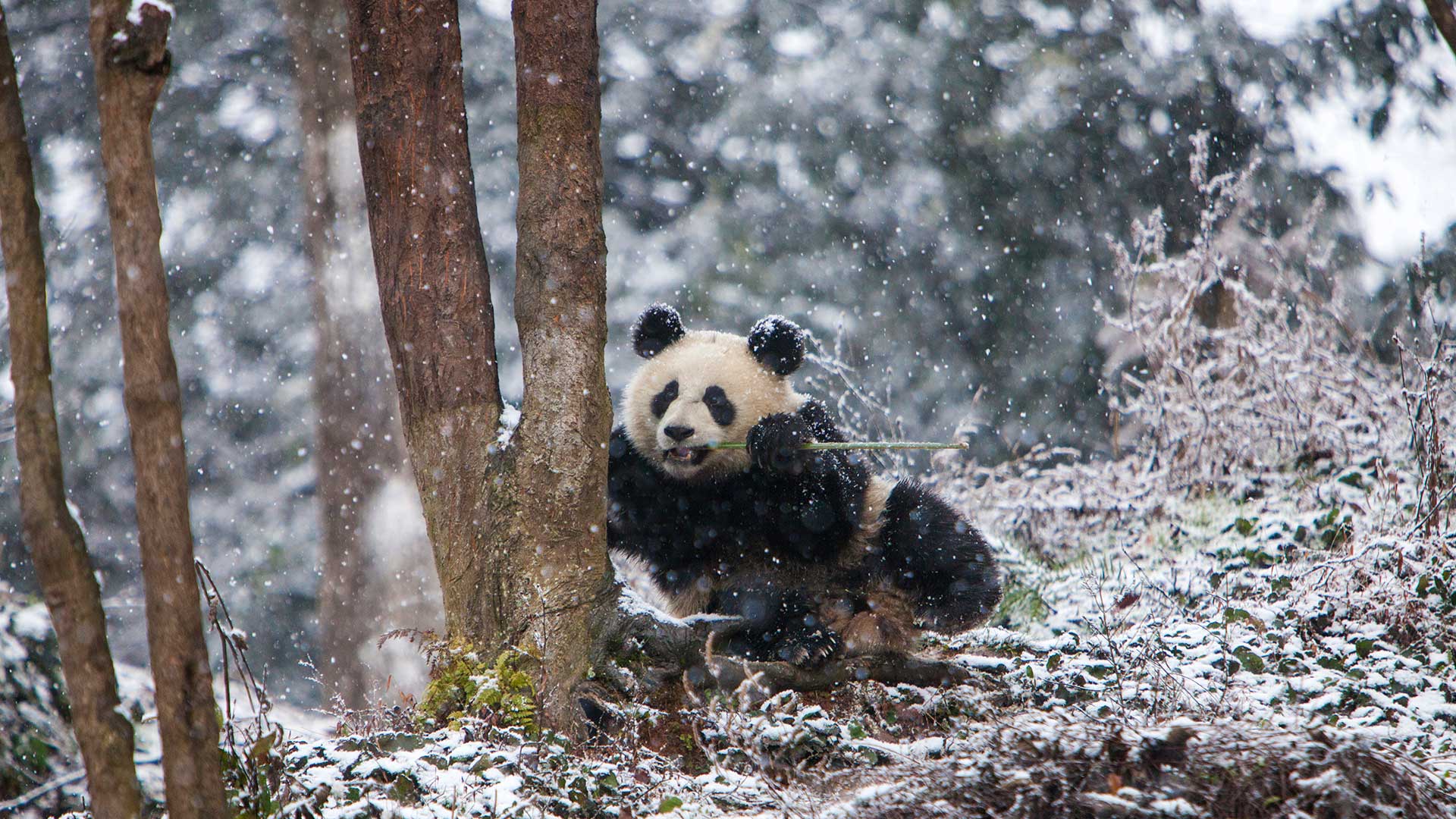 Giant panda at Chengdu Panda Base