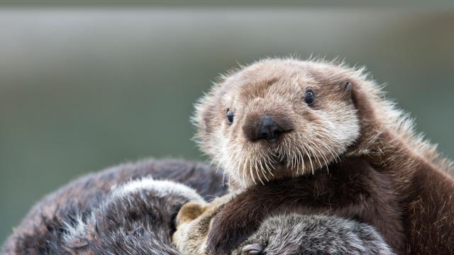 Sea otter pup