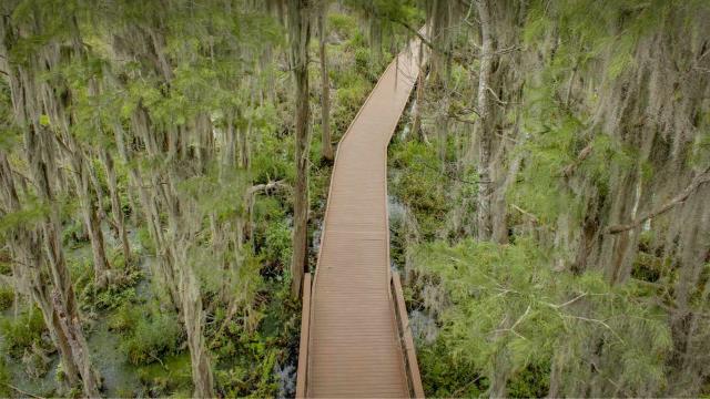 Spanish moss trees over a boardwalk in the Okefenokee Swamp