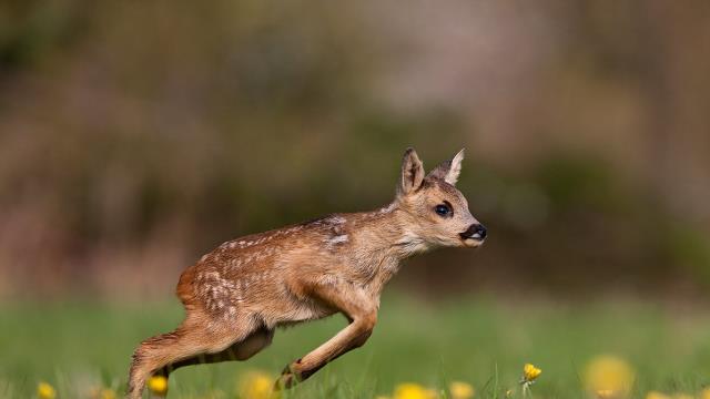 Roe deer fawn running on grass in Normandy