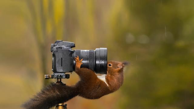 Squirrel looking into the lens of a camera