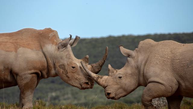Southern white rhinoceros males