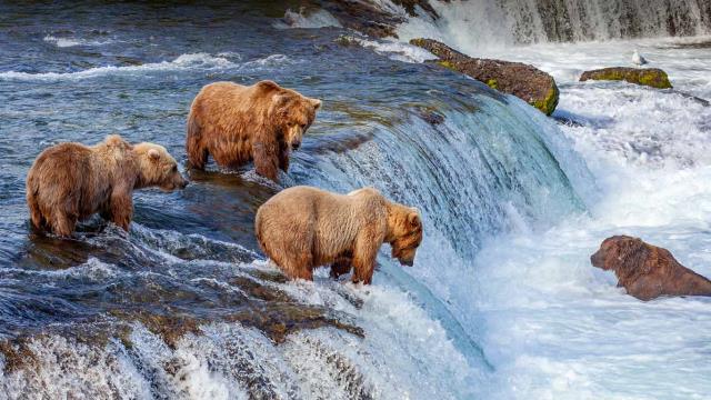 Brown bears fishing for salmon at Brooks Falls