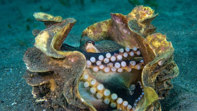 Veined octopus in a giant clam shell