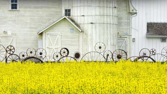 Old barn and canola field