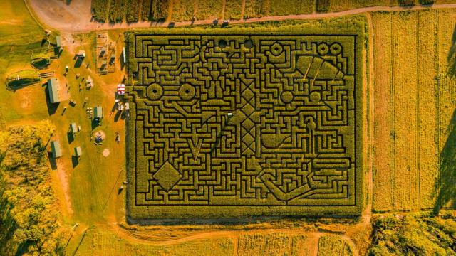 塞勒斯堡的玉米迷宫