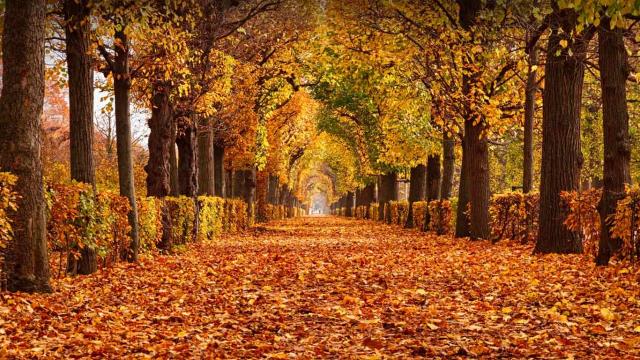 Autumn foliage in Schönbrunn Palace Park