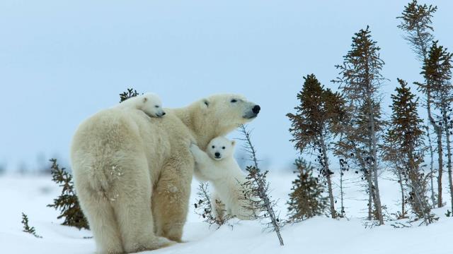 北极熊妈妈和幼崽