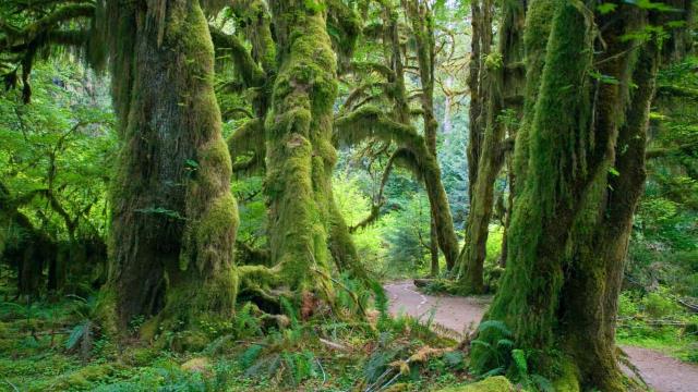 Hall of Mosses trail in the Hoh Rain Forest